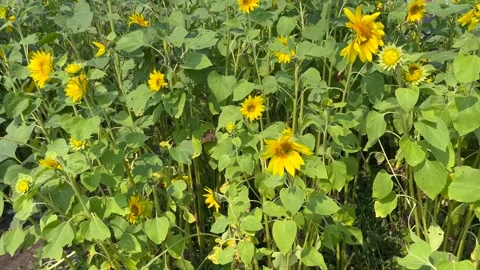 Sunflowers blowing in a breeze Stock-Footage 249712454
