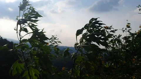 Sunflowers blowing in the wind in the afternoon Stock Footage 244432089