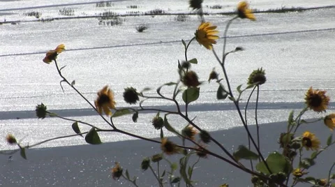 Sunflowers Blowing in Wind 스톡 동영상 50771145