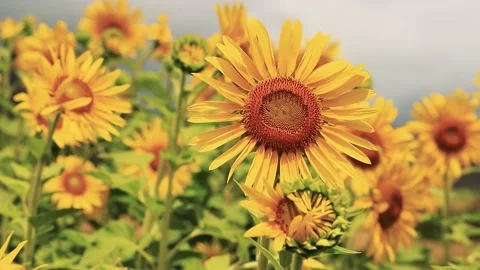 Sunflowers Blowing in the Wind 動画素材 203641355