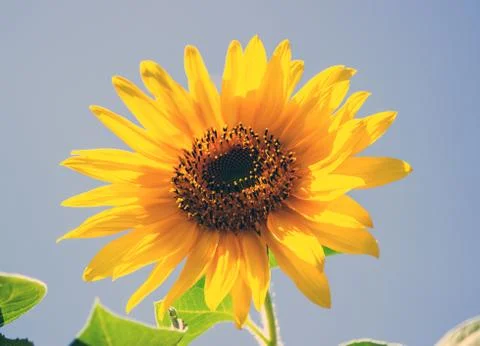 Sunflowers on a blue background Stock Photos