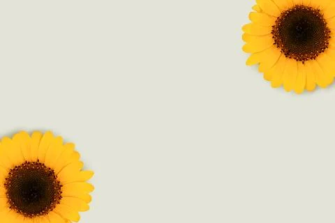 Sunflowers on a blue background. Stock Photos
