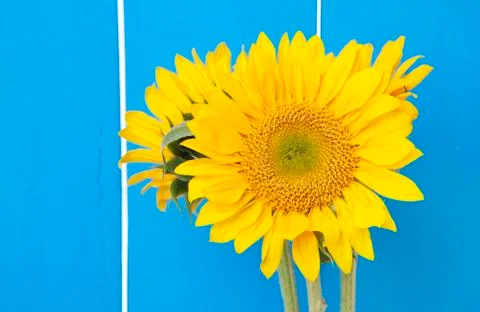 Sunflowers on blue Foto stock