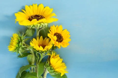 Sunflowers on blue Stock Photos