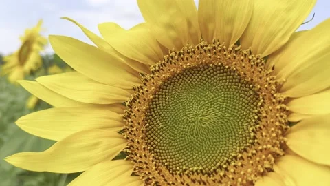 Sunflowers on blue sky background. Fields with sunflowers in the summer. Agricul Stock Footage 219726270