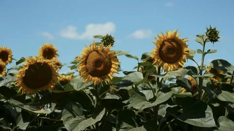 Sunflowers on blue sky background. Fields with sunflowers in the summer Video stock 228067054