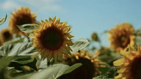 Sunflowers on blue sky background. Fields with sunflowers in the summer Stock Footage 231052758