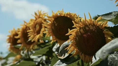 Sunflowers on blue sky background. Fields with sunflowers in the summer Stock Footage 233603661
