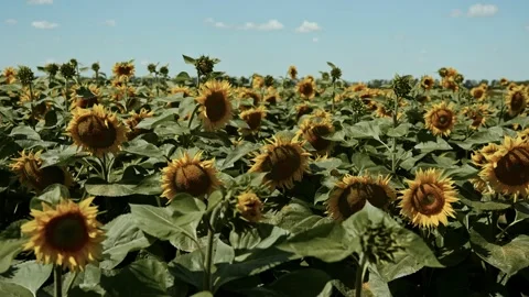 Sunflowers on blue sky background. Fields with sunflowers in the summer Stock Footage 233603969
