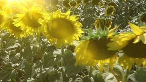 Sunflowers on blue sky background. Fields with sunflowers in the summer Stock Footage 234336334
