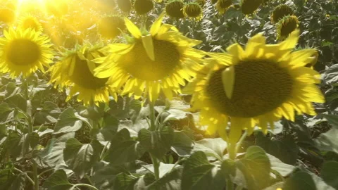 Sunflowers on blue sky background. Fields with sunflowers in the summer Stock Footage 234745261