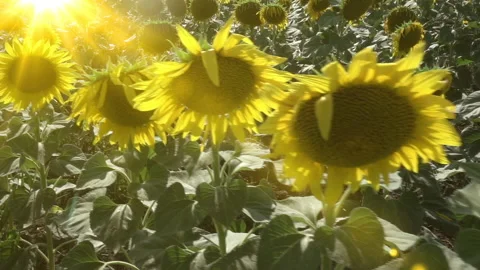 Sunflowers on blue sky background. Fields with sunflowers in the summer Stock Footage 235200049