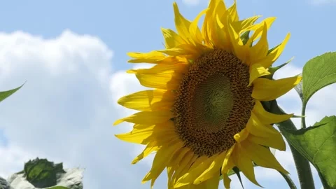 Sunflowers on blue sky background. Fields with sunflowers in the summer Stock Footage 247965405