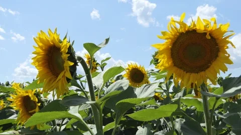 Sunflowers on blue sky background. Fields with sunflowers in the summer Stock Footage 248696527