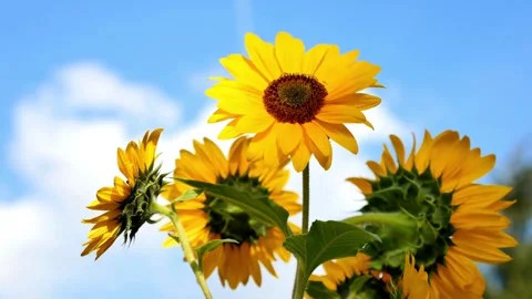 Sunflowers on blue sky background. Fields with sunflowers in the summer. Vídeos de archivo 336584934