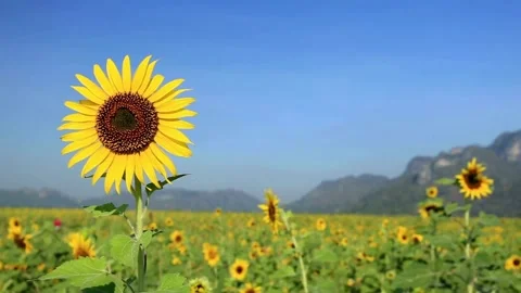 Sunflowers on blue sky background. Fields with sunflowers in the summer. Vídeo Stock 336584987