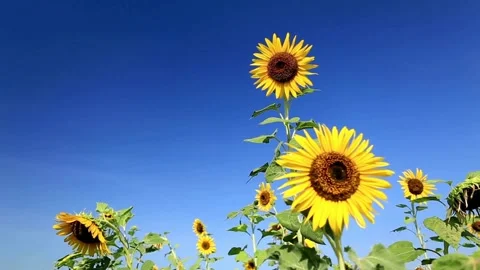 Sunflowers on blue sky background. Fields with sunflowers in the summer. 库存影片 336585004