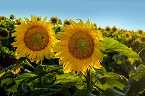 Sunflowers on blue sky background. Fields with sunflowers in the summer. Agri Stock Photos