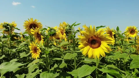 Sunflowers on the blue sky background Stock Footage