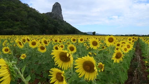 Sunflowers on blue sky background. Stock-Footage 221804823