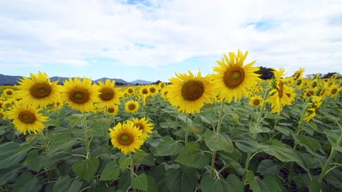 Sunflowers on blue sky background. Stock Footage 221808007