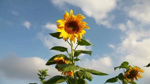 Sunflowers on blue sky background. Macro shot of a yellow sunflower blooming 库存影片 336583857