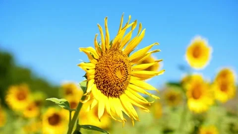 Sunflowers on blue sky background. Macro shot of a yellow sunflower blooming Vídeos de archivo 336583924