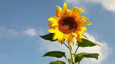 Sunflowers on blue sky background. Macro shot of a yellow sunflower blooming Vidéo 336584074