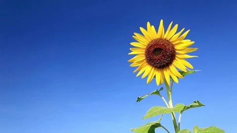 Sunflowers on blue sky background. Macro shot of a yellow sunflower blooming Stockbeeldmateriaal 336584991