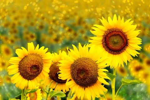 Sunflowers on blurry background Foto stock