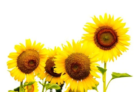 Sunflowers on blurry background Foto stock