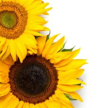 Sunflowers Border Isolated on White Background Stock Photos