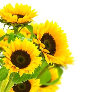 Sunflowers border Stock Photos