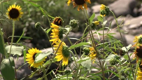 Sunflowers in Breeze Clockwise Pan Stock Footage 132139405