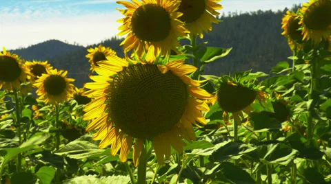 Sunflowers in Breeze, Close-Up Stock Footage 35284579