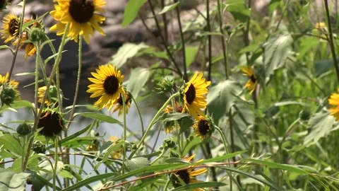 Sunflowers in a Breeze Counter Clockwise Pan Stock Footage 132139409