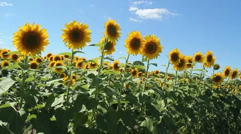 Sunflowers in a breeze Video stock 8568920