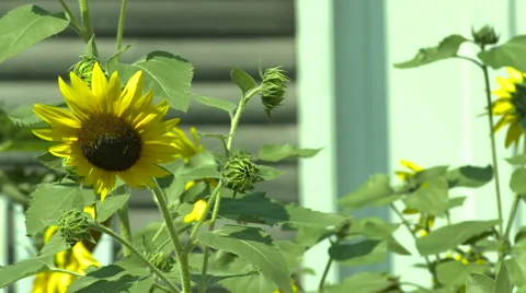 Sunflowers in the Breeze Stock Footage 61715690