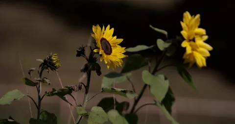 SUNFLOWERS IN BREEZE Stock Footage 141139852