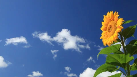 Sunflowers in the Breeze 스톡 동영상 324898777