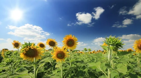 Sunflowers in breeze on wind,clouds blue sky background. Stock Footage 68589176
