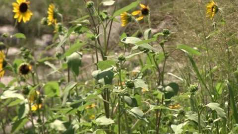 Sunflowers &amp; Bumble Bee - Counter Clockwise PAN Stock Footage 132139349