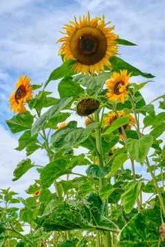 Sunflowers with bumblebee against the background of the cloudy sky Foto stock