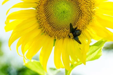 Sunflowers With Carpenter Bee Stock Photos