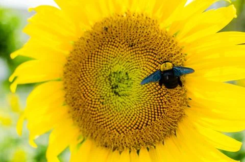 Sunflowers With Carpenter Bee Stock Photos