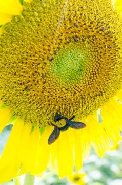 Sunflowers With Carpenter Bee Stock Photos