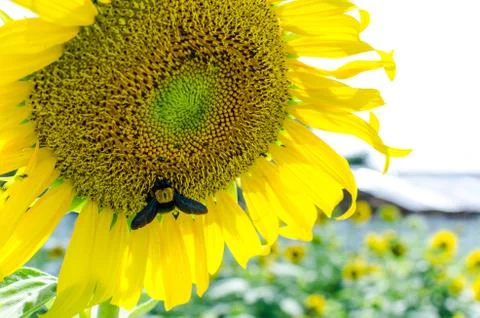 Sunflowers With Carpenter Bee Stock Photos