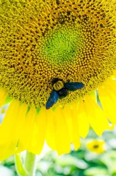 Sunflowers With Carpenter Bee Stock Photos