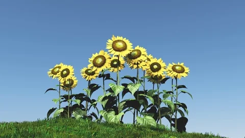 Sunflowers clear sky Video stock 98802893