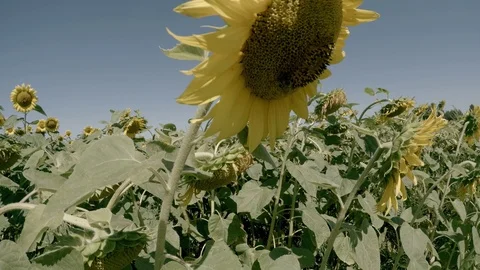 Sunflowers close-up 4K Stock Footage 109612825